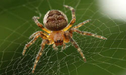 Приметы про пауков – что обещает нам встреча с восьмилапыми созданиями?